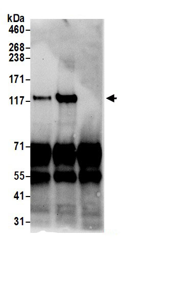 Nardilysin Antibody