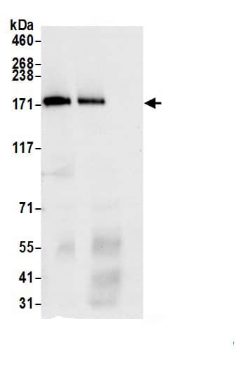 RLTPR Antibody