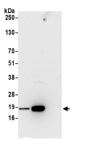 REEP5 Antibody