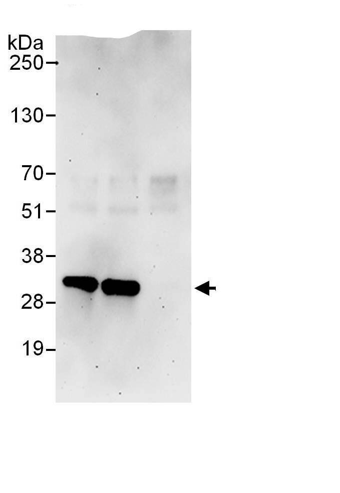 PA28 Activator alpha Subunit/PSME1 Antibody