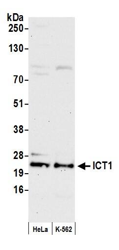 ICT Antibody