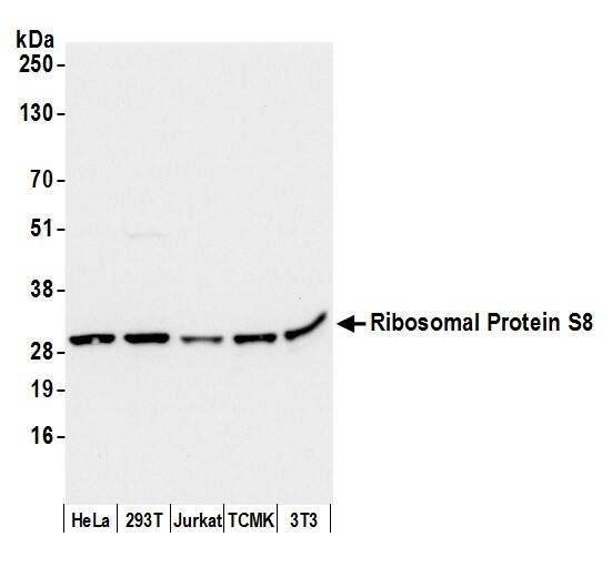 RPS8 Antibody