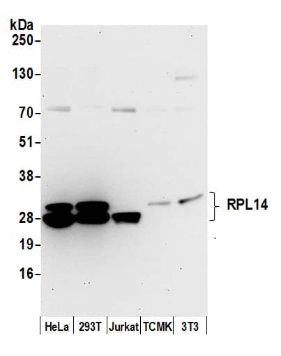 RPL14 Antibody