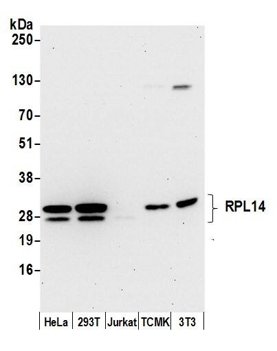 RPL14 Antibody