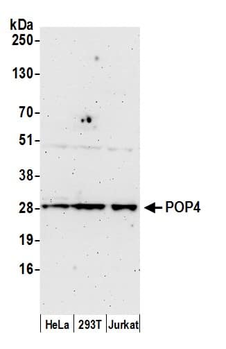 POP4 Antibody