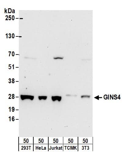 GINS4 Antibody