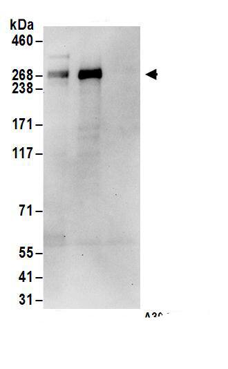 ASCC3 Antibody