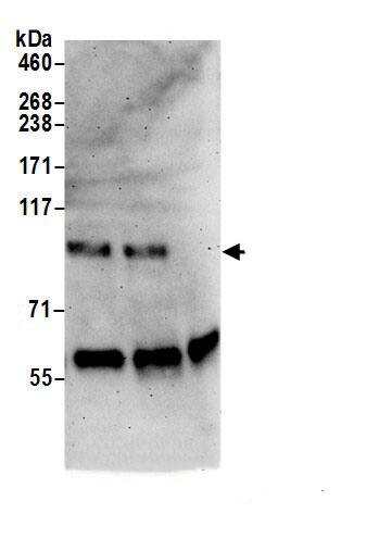 MOCOS Antibody