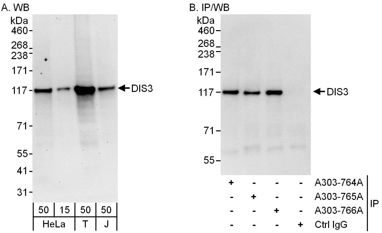 DIS3 Antibody