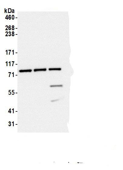 COPB2 Antibody
