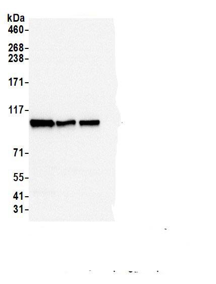 Rpn2 Antibody