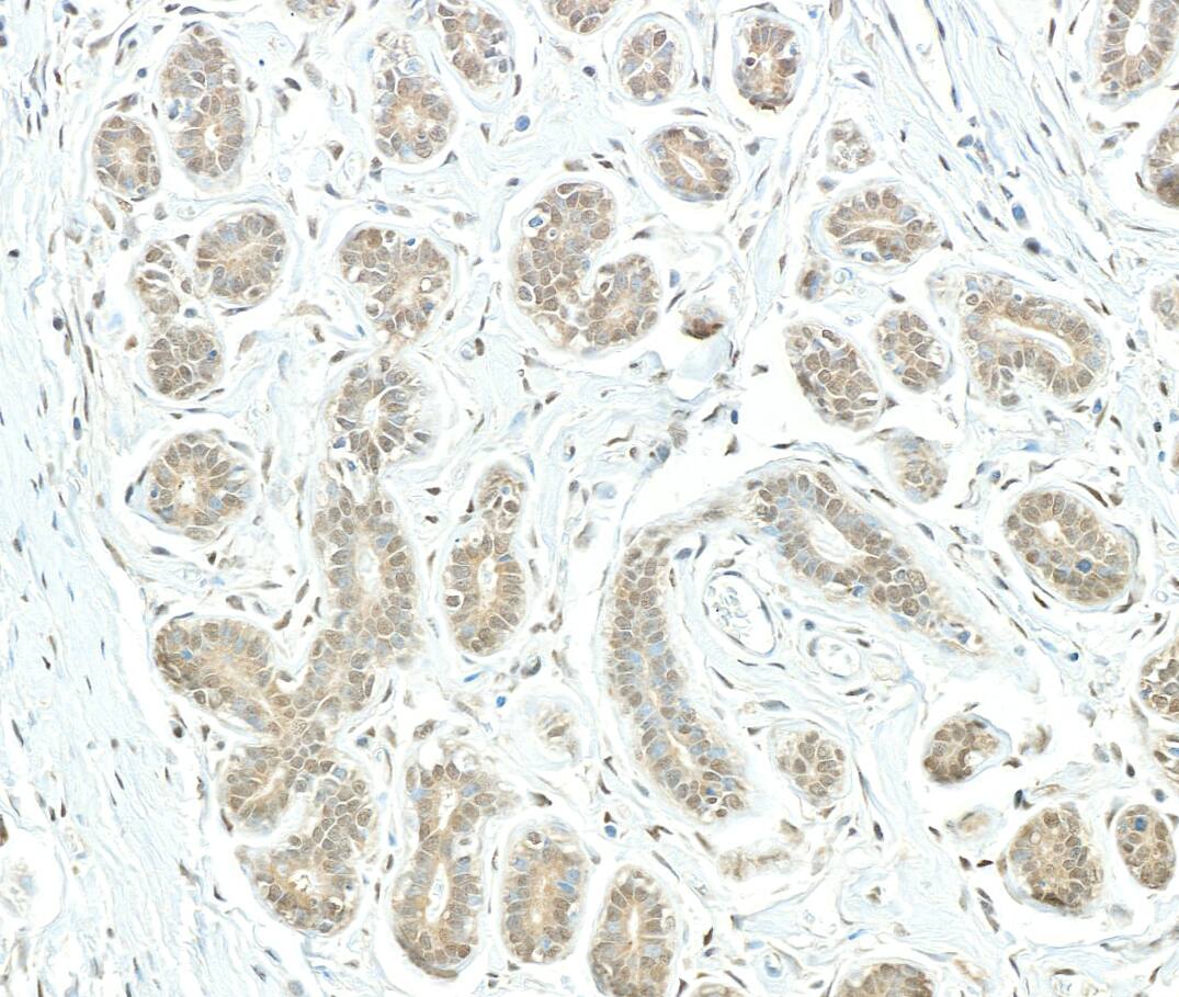 Rpn2 Antibody