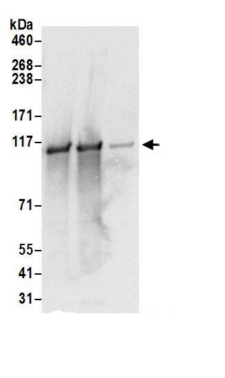 VDP p115 Antibody