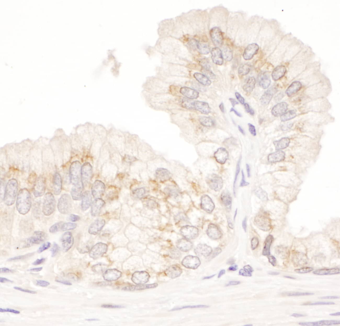 GM130/GOLGA2 Antibody