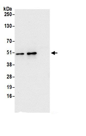 IST1 Antibody