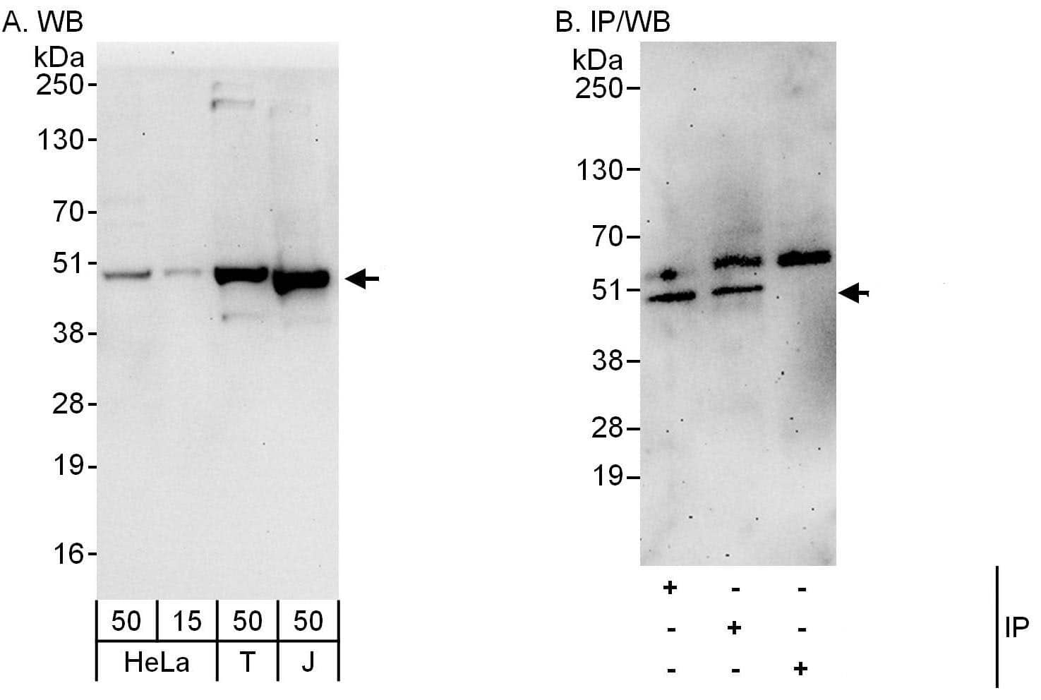 Dysbindin Antibody