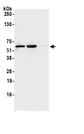 FAM98A Antibody