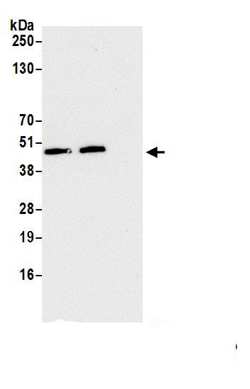 FAM105B/OTULIN Antibody