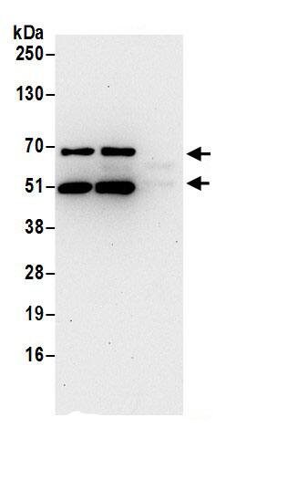 ARL6IP4 Antibody