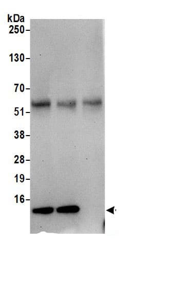 LSM7 Antibody