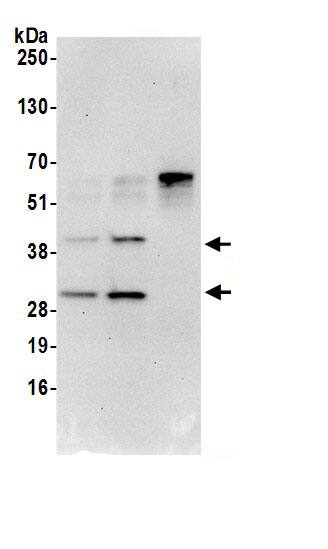 UBFD1 Antibody