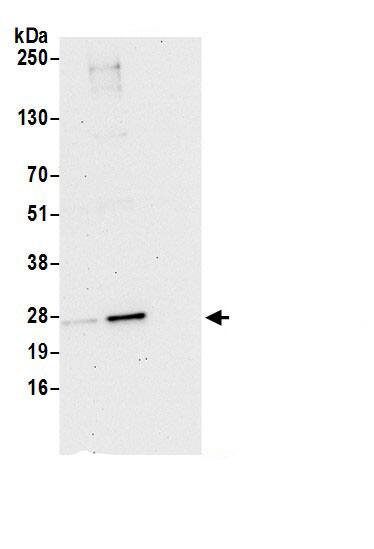 CRIF1 Antibody