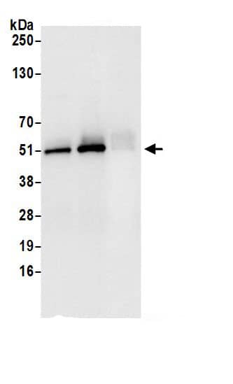 Fumarase Antibody