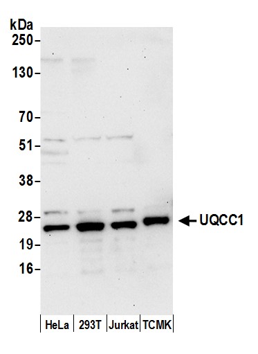 UQCC Antibody