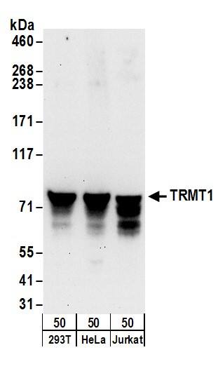 TRM1 Antibody