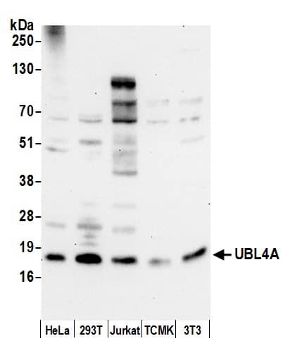 UBL4A Antibody