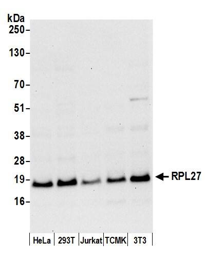 RPL27 Antibody