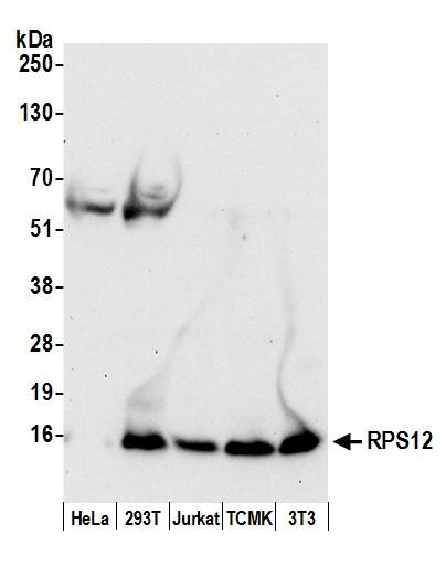 RPS12 Antibody