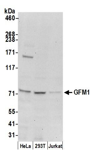 GFM1 Antibody