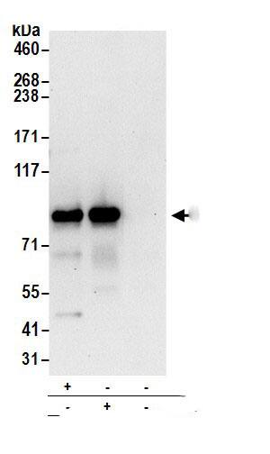 Ring finger protein 214 Antibody