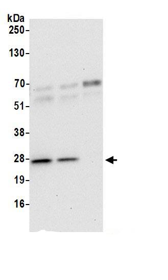 BAG2 Antibody