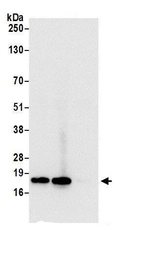 RPS15 Antibody