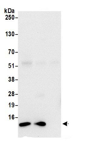 LSM7 Antibody