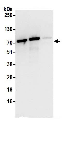 LRRC47 Antibody