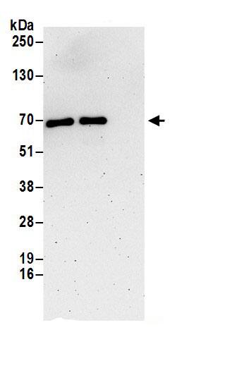 CTPS2 Antibody