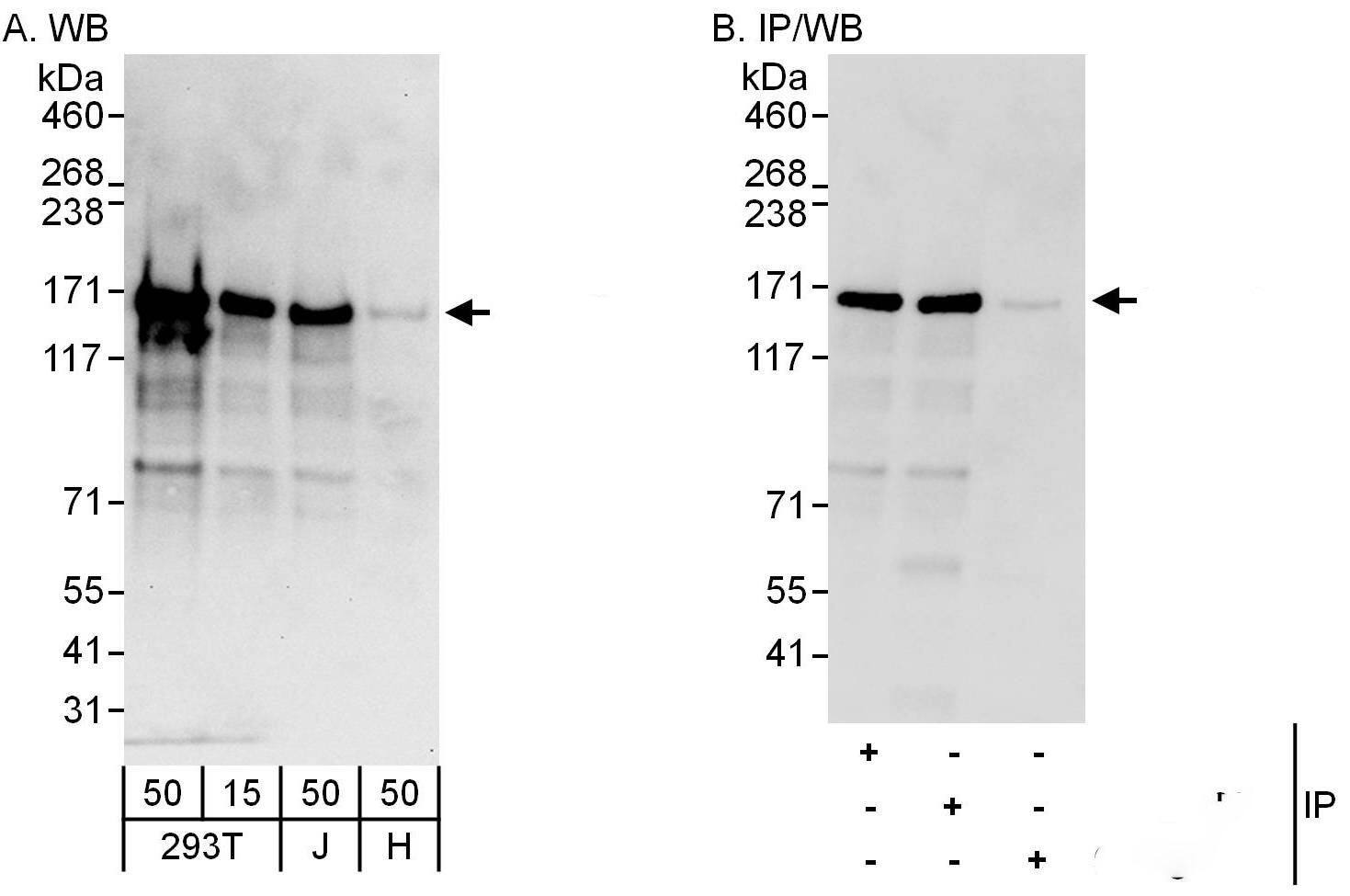 SALL2 Antibody