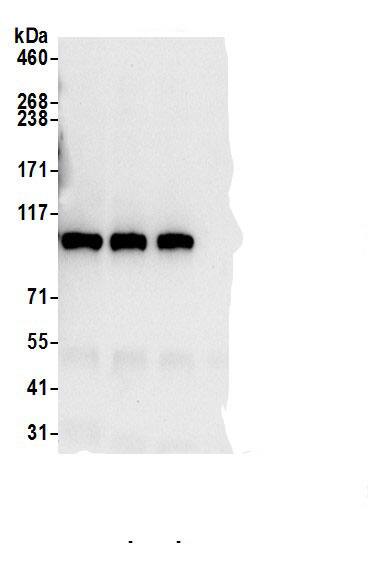 MTHFD1 Antibody