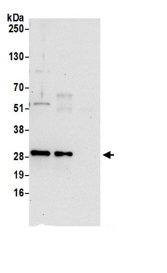 CLIC4 Antibody