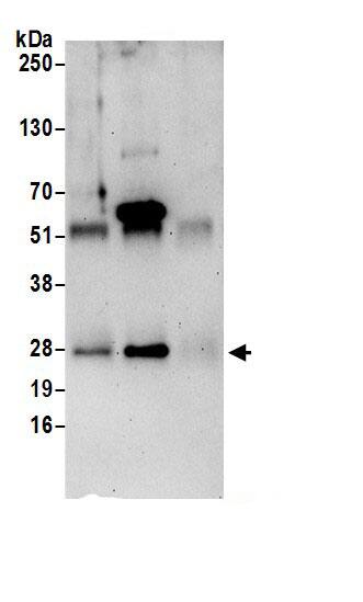 Translin Antibody