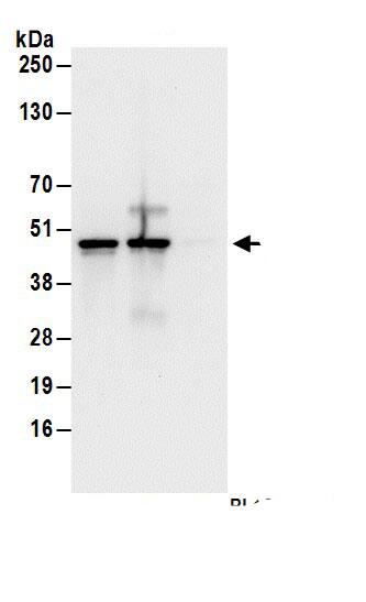 HMBS Antibody