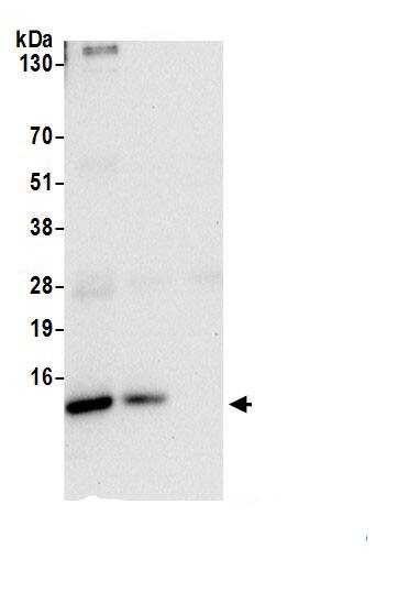 UQCRQ Antibody