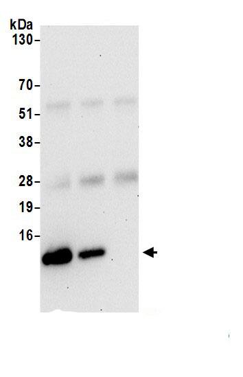 UQCRQ Antibody