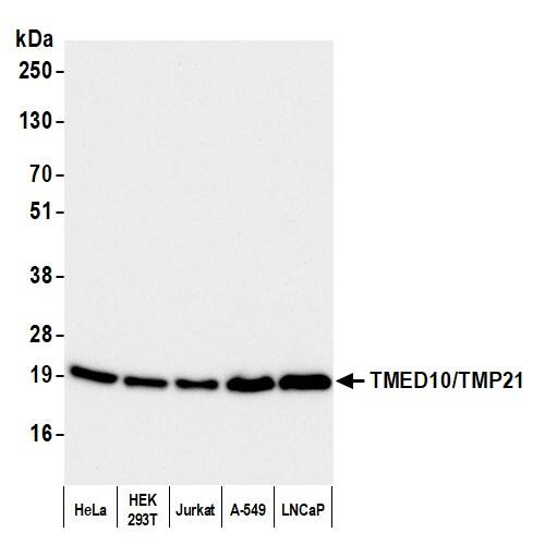 Tmp21/p23 Antibody