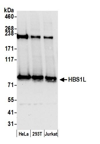 HBS1L Antibody