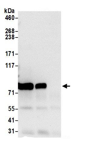 TARS Antibody