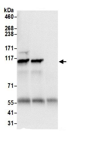 SEC24C Antibody